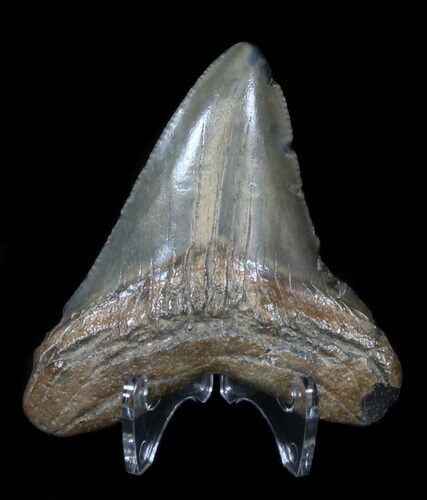 Juvenile Megalodon Tooth - South Carolina #37645